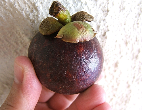 The leathery skinned mangosteen is renowned for its exquisite flavor.